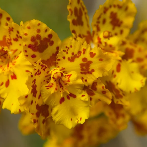 stock image Orchid