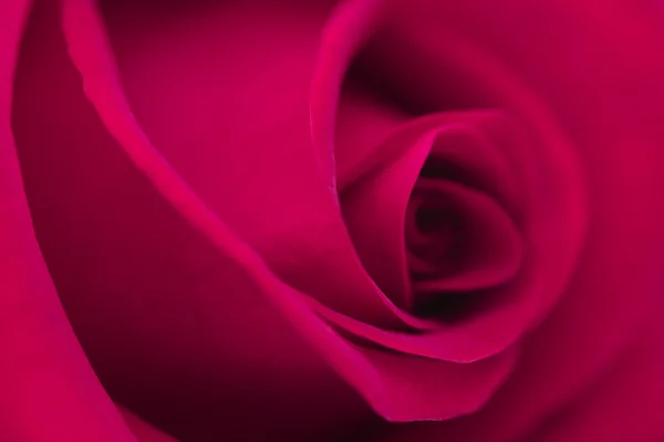 Makró virág gyönyörű Rózsa — Stock Fotó