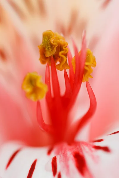 Macro beautiful flower — Stock Photo, Image