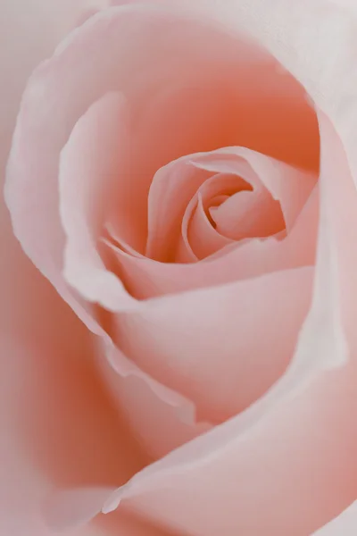 मॅक्रो फूल सुंदर गुलाब — स्टॉक फोटो, इमेज