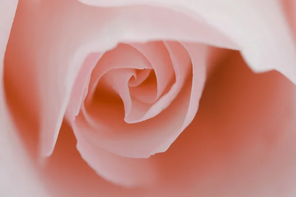 Makro blomma vacker ros — Stockfoto