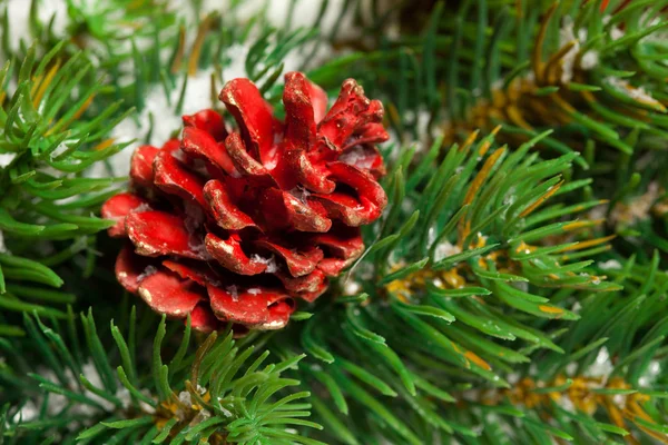 Grüner Weihnachtsbaumzweig — Stockfoto
