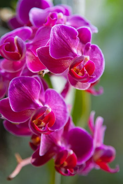 stock image Orchid