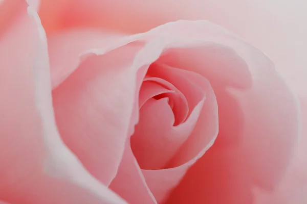 Macro flor hermosa rosa — Foto de Stock
