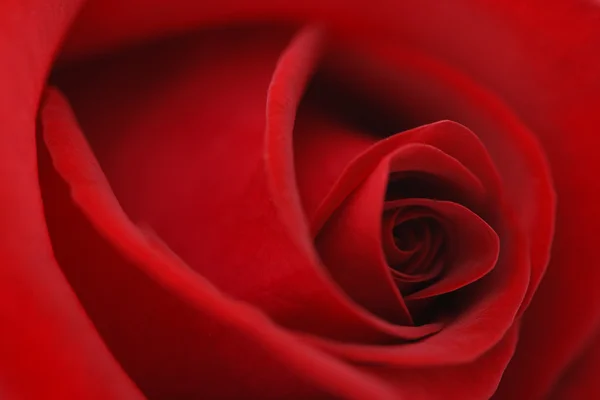 Makró virág gyönyörű Rózsa — Stock Fotó