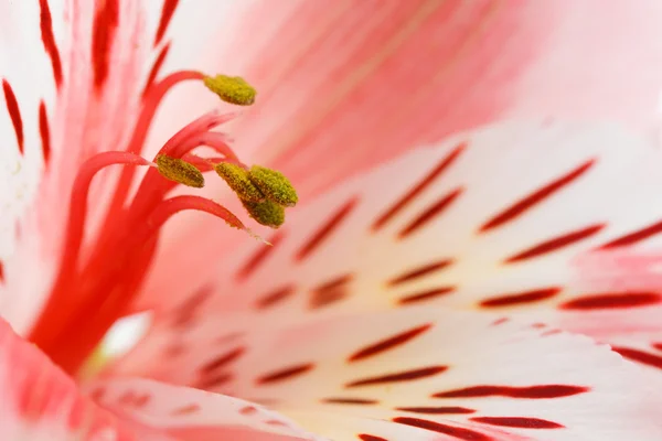 Makro krásná květina — Stock fotografie
