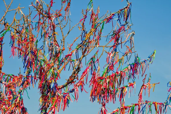 stock image Wish Tree