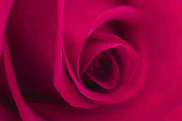 Macro цветок красивая роза — стоковое фото
