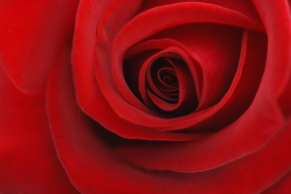 Macro flower beautiful rose — Stock Photo, Image