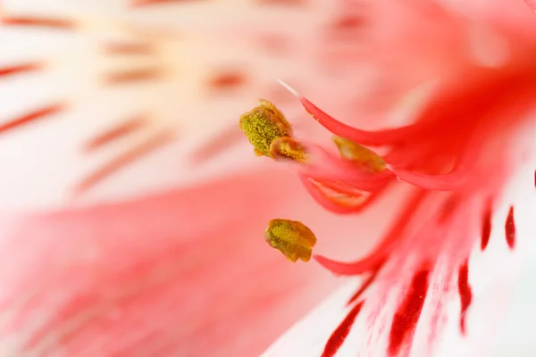 Macro beautiful flower — Stock Photo, Image