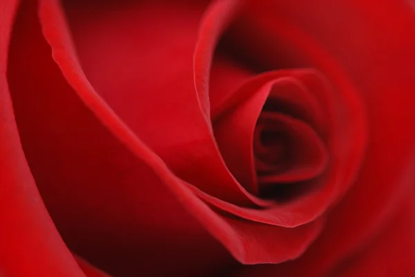 Piękny kwiat makro róża — Zdjęcie stockowe