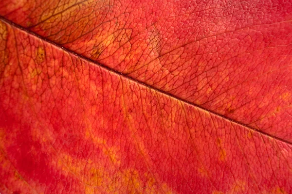 Macro foglia autunno — Foto Stock