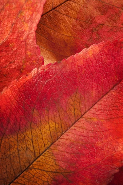 Φθινόπωρο φύλλα μακροεντολών — Φωτογραφία Αρχείου