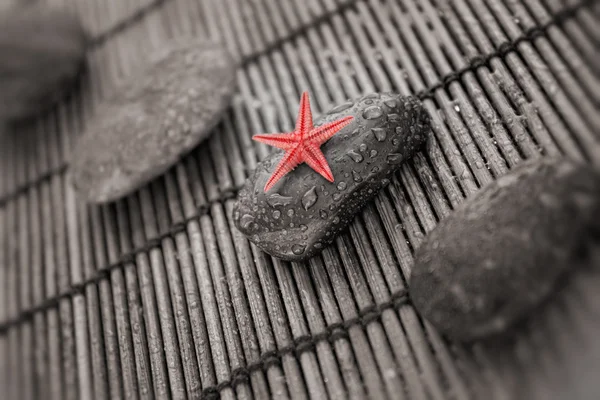 Starfish pe piatra umedă — Fotografie, imagine de stoc