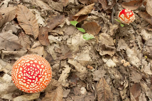 Jed houby v lese — Stock fotografie