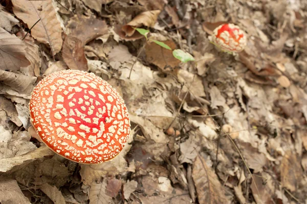 Poison mushrooms in the woods — Stock Photo, Image