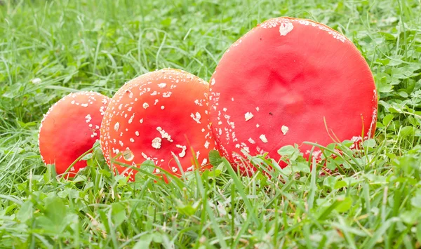 Poison mushrooms on the grass — Stock Photo, Image