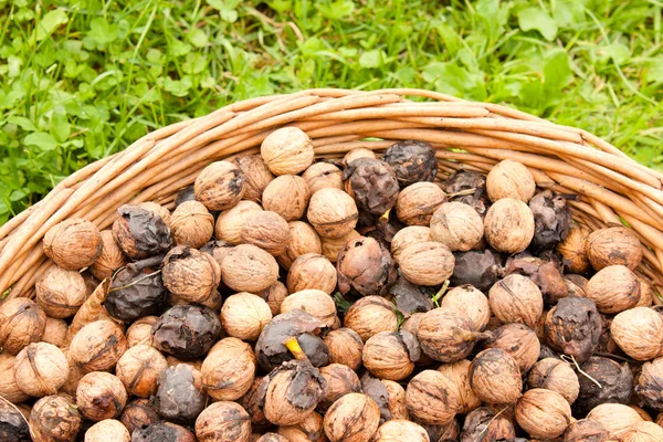 Bunh a wallnuts — Stock Fotó