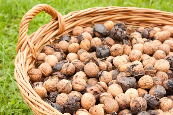 Bunh of wallnuts — Stock Photo, Image