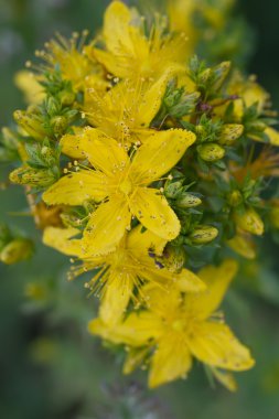 St John's wort (lat. Hypericum perforatum)