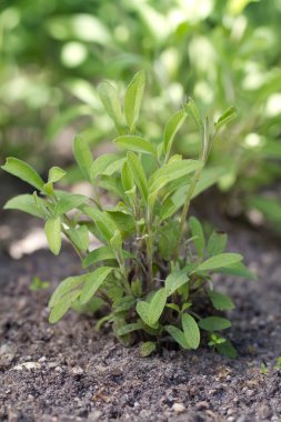 Common Sage (lat. Salvia officinalis) clipart
