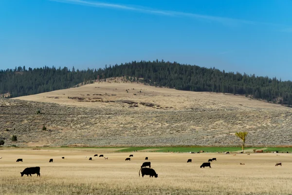 Krajina s stád krav v Montaně — Stock fotografie