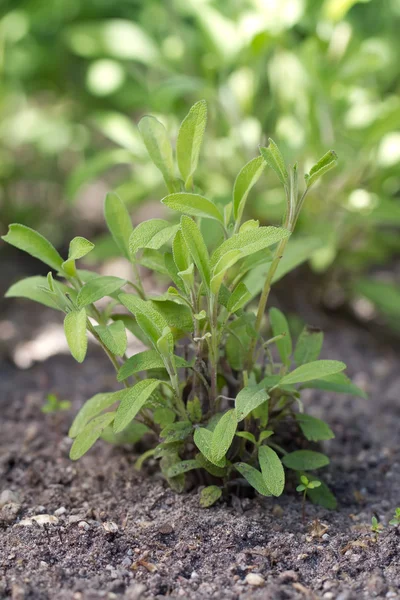 Common Sage (lat. Salvia officinalis) — Stock Photo, Image