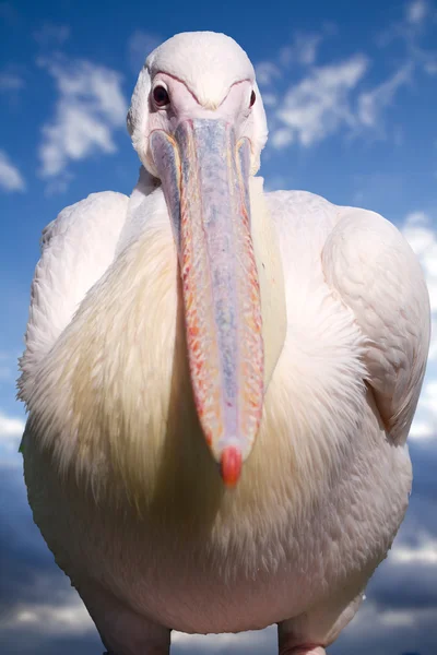 Grande Pelicano Branco (lat. Pelecano onocrotalus ) — Fotografia de Stock
