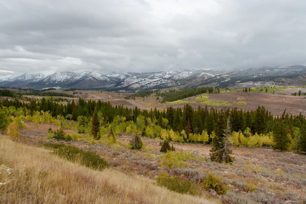 Coloridos árboles de agujas en Wyoming con montañas nevadas —  Fotos de Stock