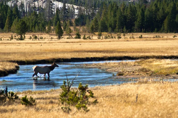 Park Narodowy Yellowstone: jeleni Wapiti w Hayden Valley — Zdjęcie stockowe