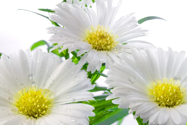 Three white Asters with drops of water — Stock Photo, Image