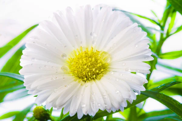 White Aster with drops of water — Stock Photo, Image