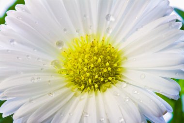 Close-Up beyaz aster ile su damlaları