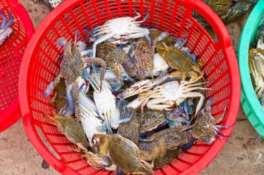 Freshly caught blue crabs (lat. Callinectes sapidus) in fishing villiage Ha clipart