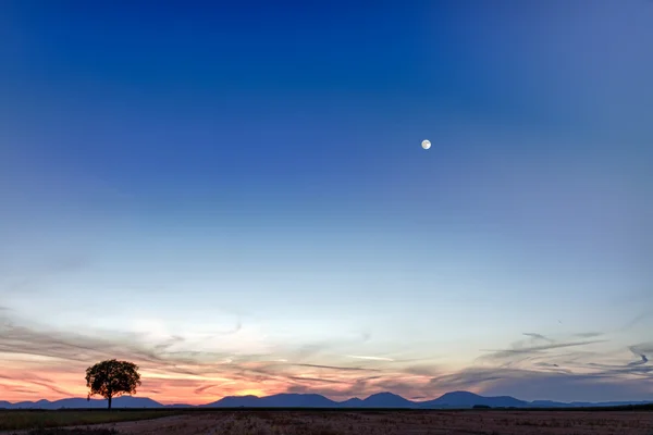 Lonely tree with mountains at dusk, Pfalz, Germany — Stock Photo, Image