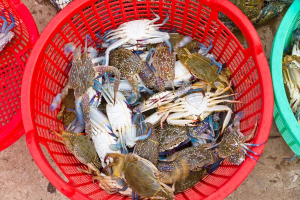 stock image Freshly caught blue crabs (lat. Callinectes sapidus) in fishing villiage Ha