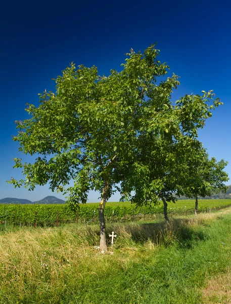 Tree with cross and wineyard in Pfalz, Germany — Stock Photo, Image