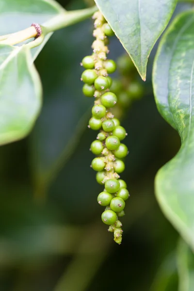 stock image Unripe pepper fruit (lat. Piper nigrum), growing in Phu Quoc, Vietnam