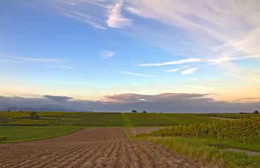 Vineyards at dusk in Pfalz, Germany clipart