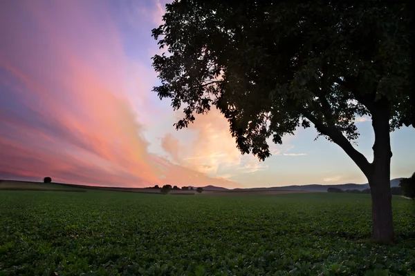 Pole z drzewa o zmierzchu (violett niebo), pfalz, Niemcy — Zdjęcie stockowe