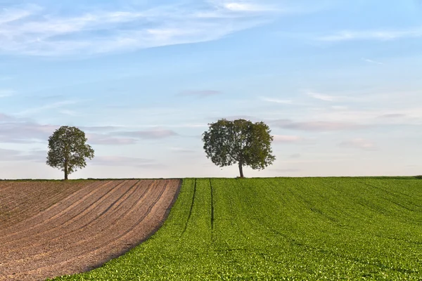 Fields with trees, Pfalz, Germany — Stock Photo, Image