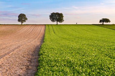 Fields with trees and walker, Pfalz, Germany clipart