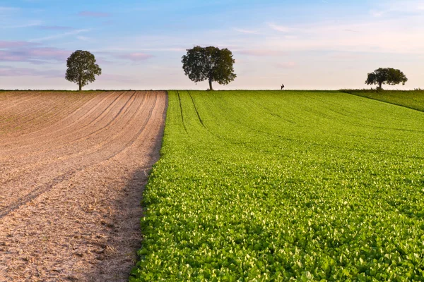 Fields with trees and walker, Pfalz, Germany — Stock Photo, Image