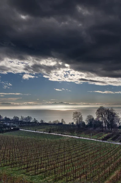 Vineyard close to Meersburg at Bodensee (Lake Constance), Germany — Stock Photo, Image