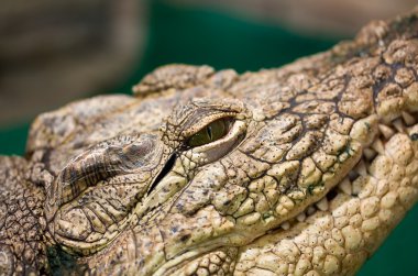Eye of the American alligator close up clipart