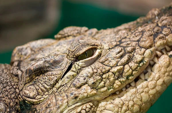 stock image Eye of the American alligator close up
