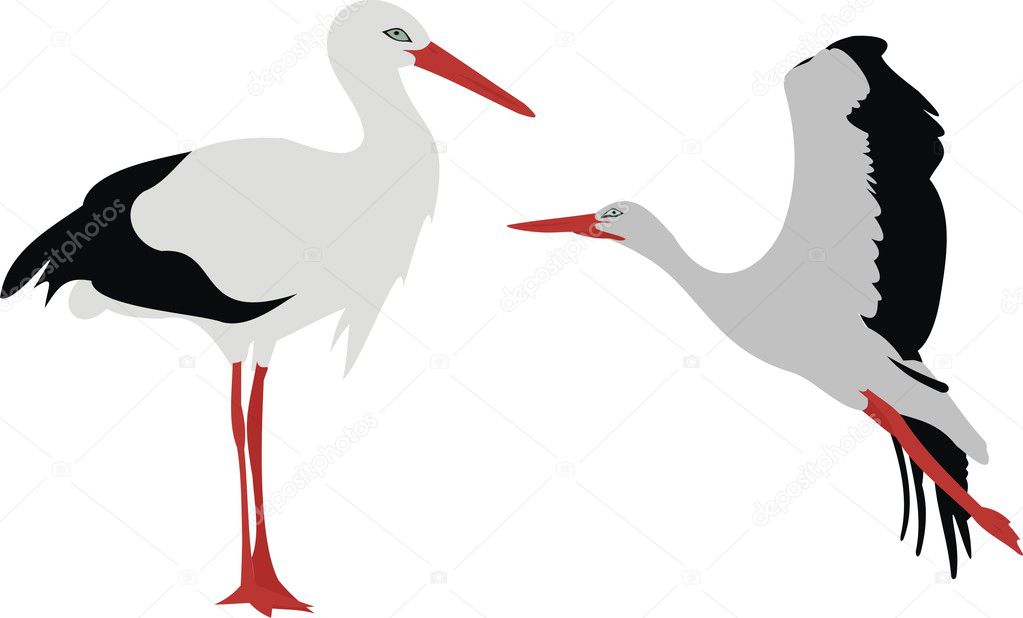 The big stork