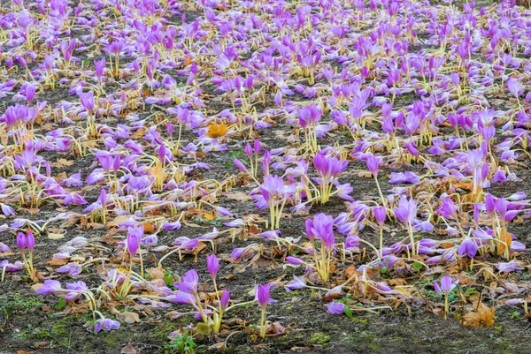 colchicum çiçek alanı