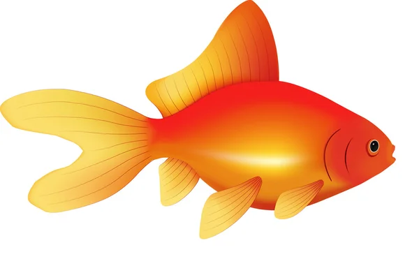 stock vector Common kind of goldfish #1