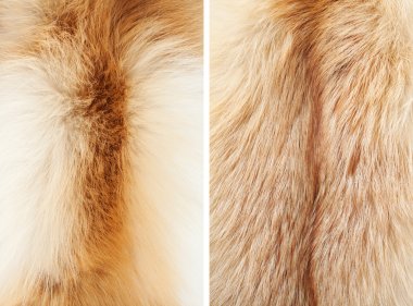 Fox winter fur close-up #3. Neck and back | Textures clipart